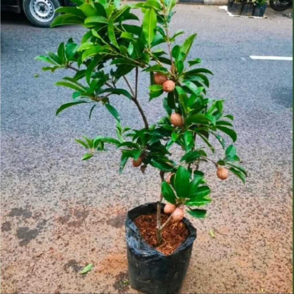 TANAMAN HIAS BUAH SAWO MANILA SUDAH RIMBUN DAN BERBUNGA BERBUAH TINGGI -+ 1 METER
