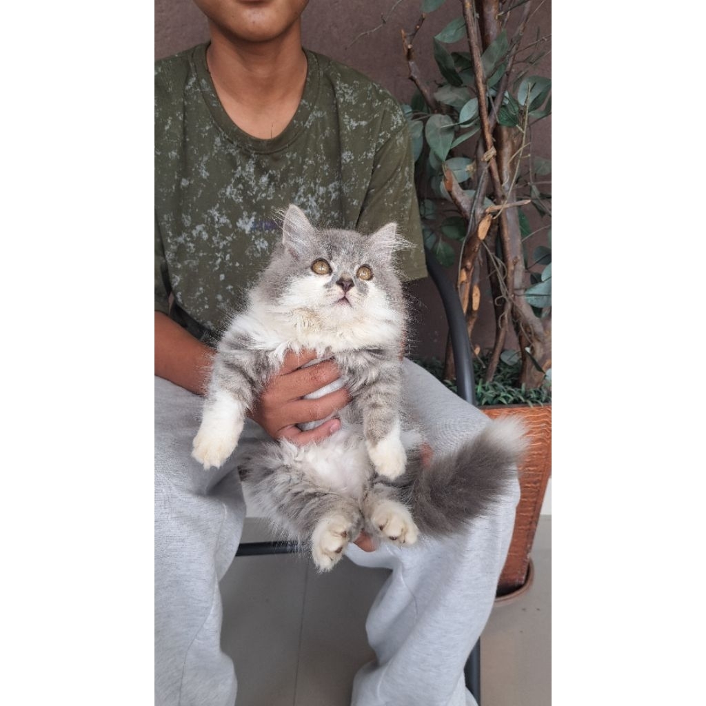 kucing abu norwegian forest lucu