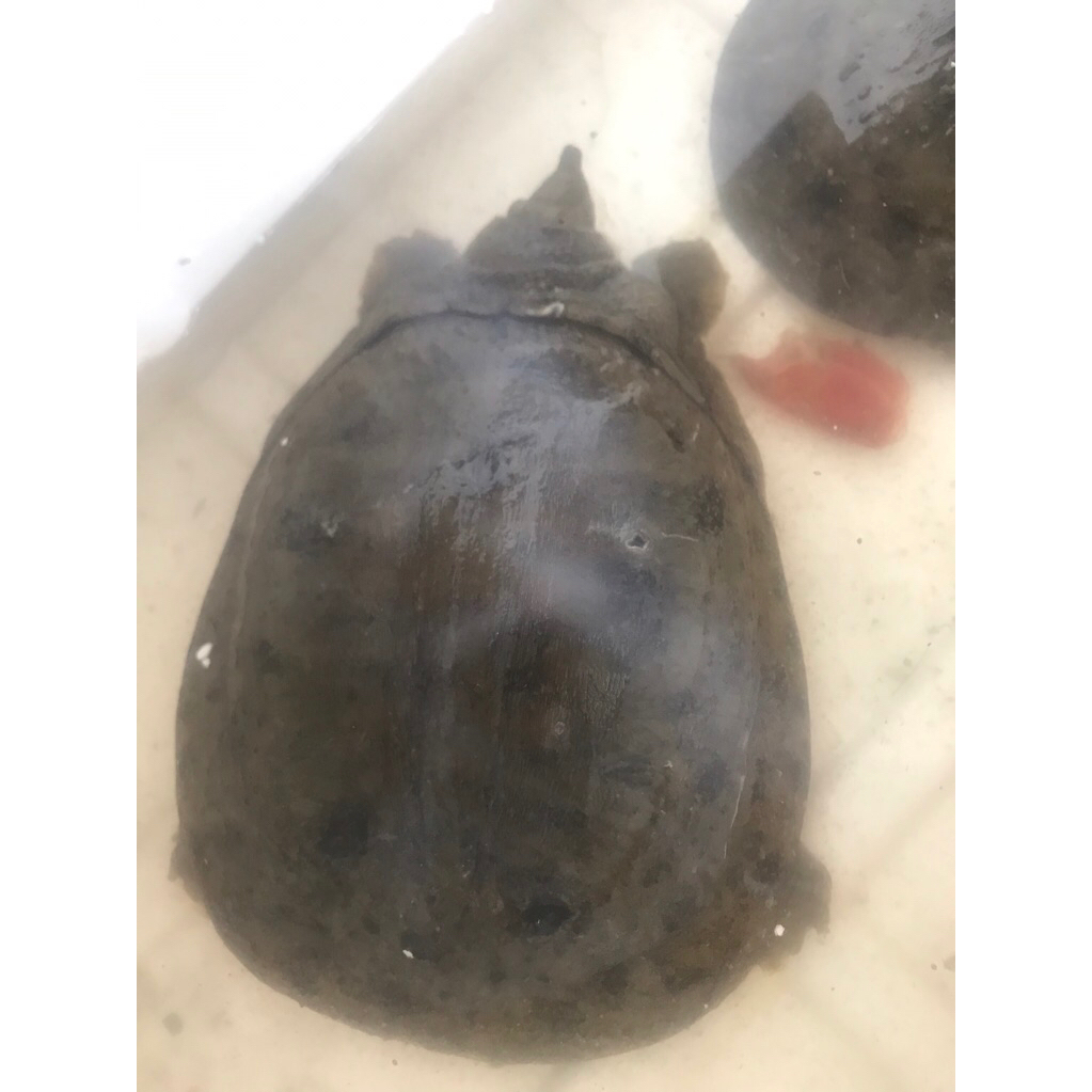 labi - labi ( bulus) hidup