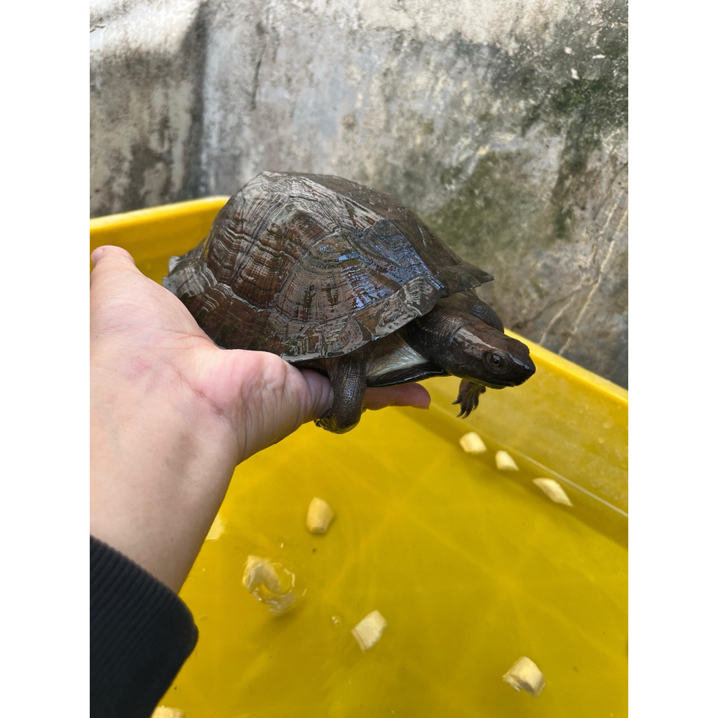 Hiasan Taman Kura Daun Dewasa 17-22 cm siap breed