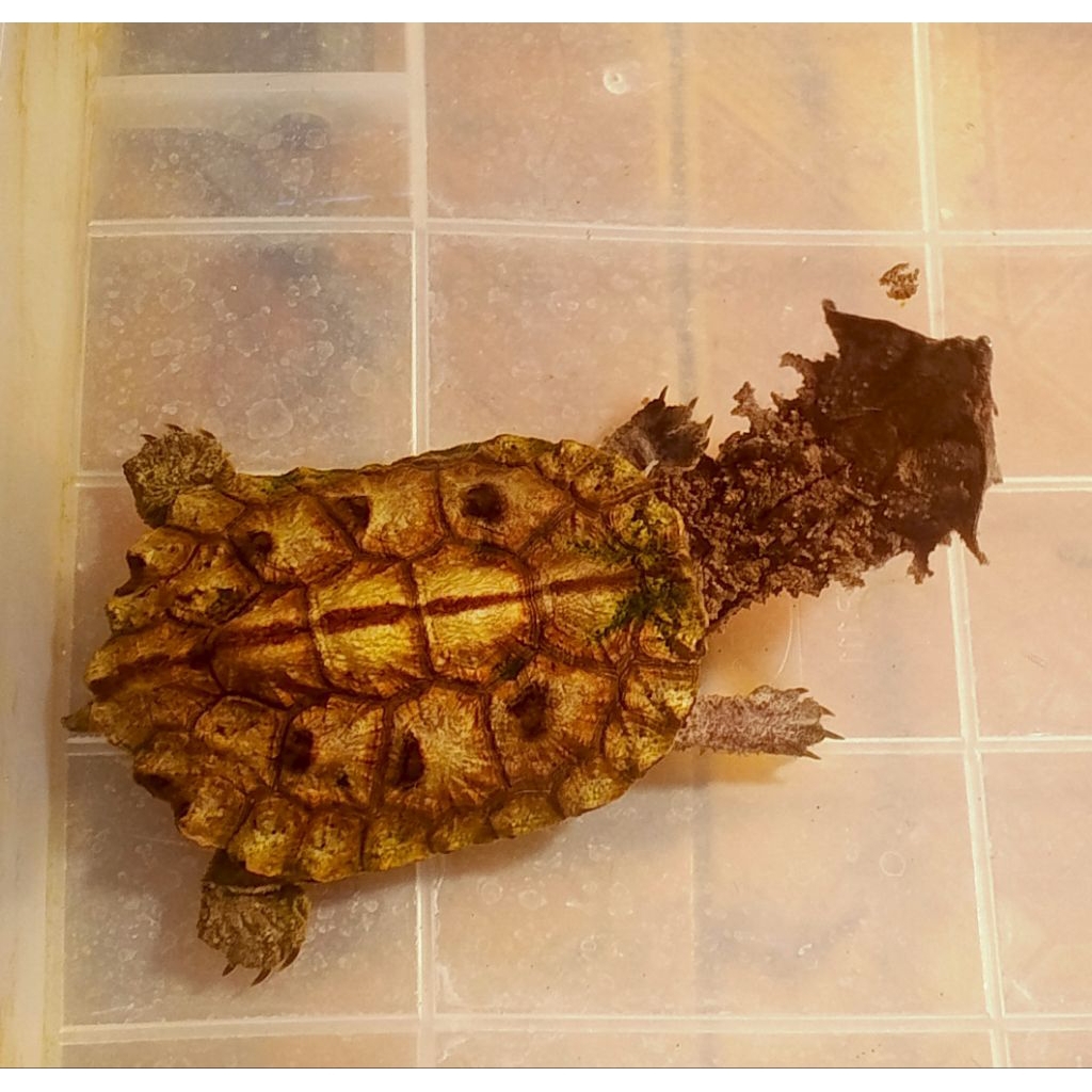 mainan mata mata turtle kura kura 8-9cm