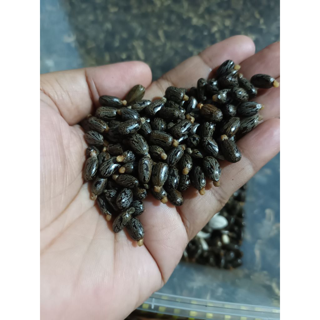 BIJI JARAK KEPYAR