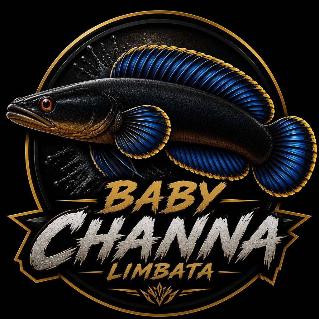 Channa Limbata Baby