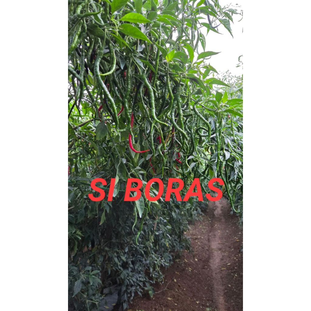 30gr bibit cabe lokal siboras tinggi sampai 2 meter