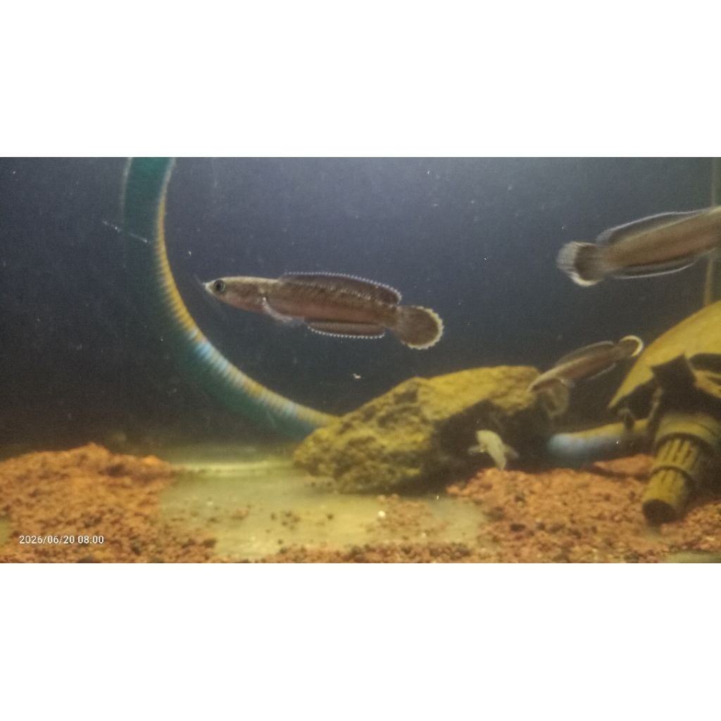 channa blue bengal rim tebal