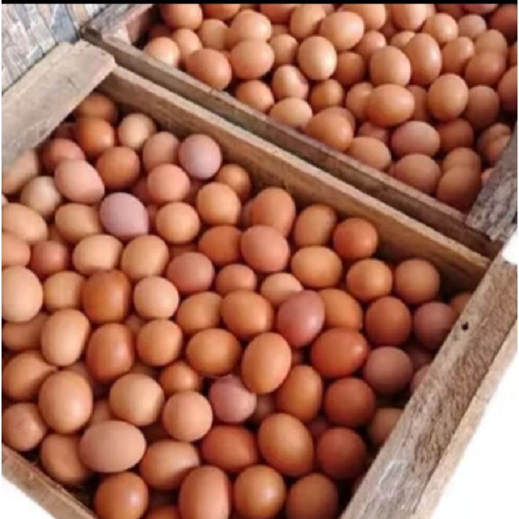 Telur Telor ayam negeri 10 kg fresh