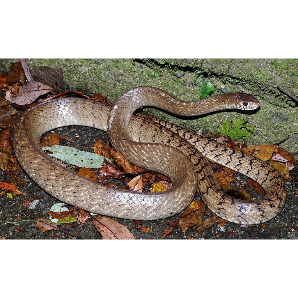 MAINAN ANAK PTYAS MUCOSUS