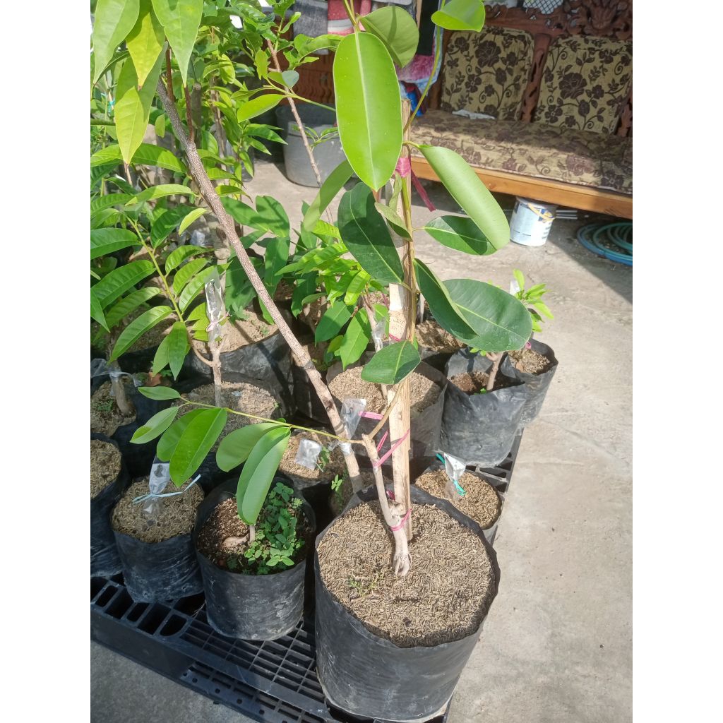 bibit juwet hitam tanpa biji