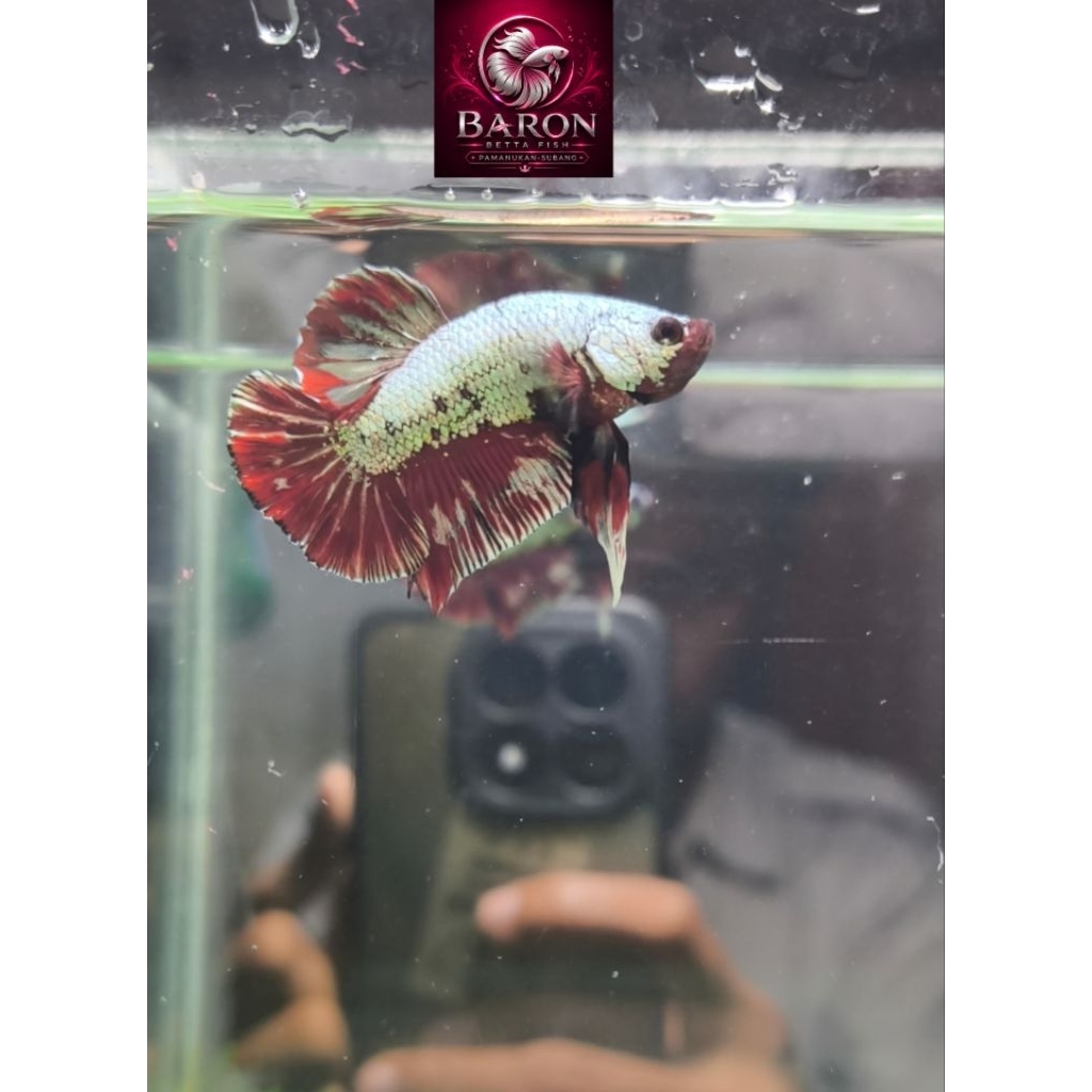 Sepasang Red Cooper Ikan Cupang