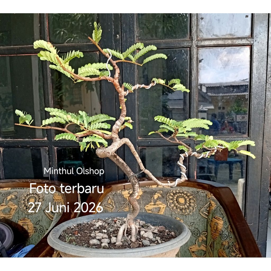 Bonsai asem jawa meliuk dari biji sesuai foto siap pajang