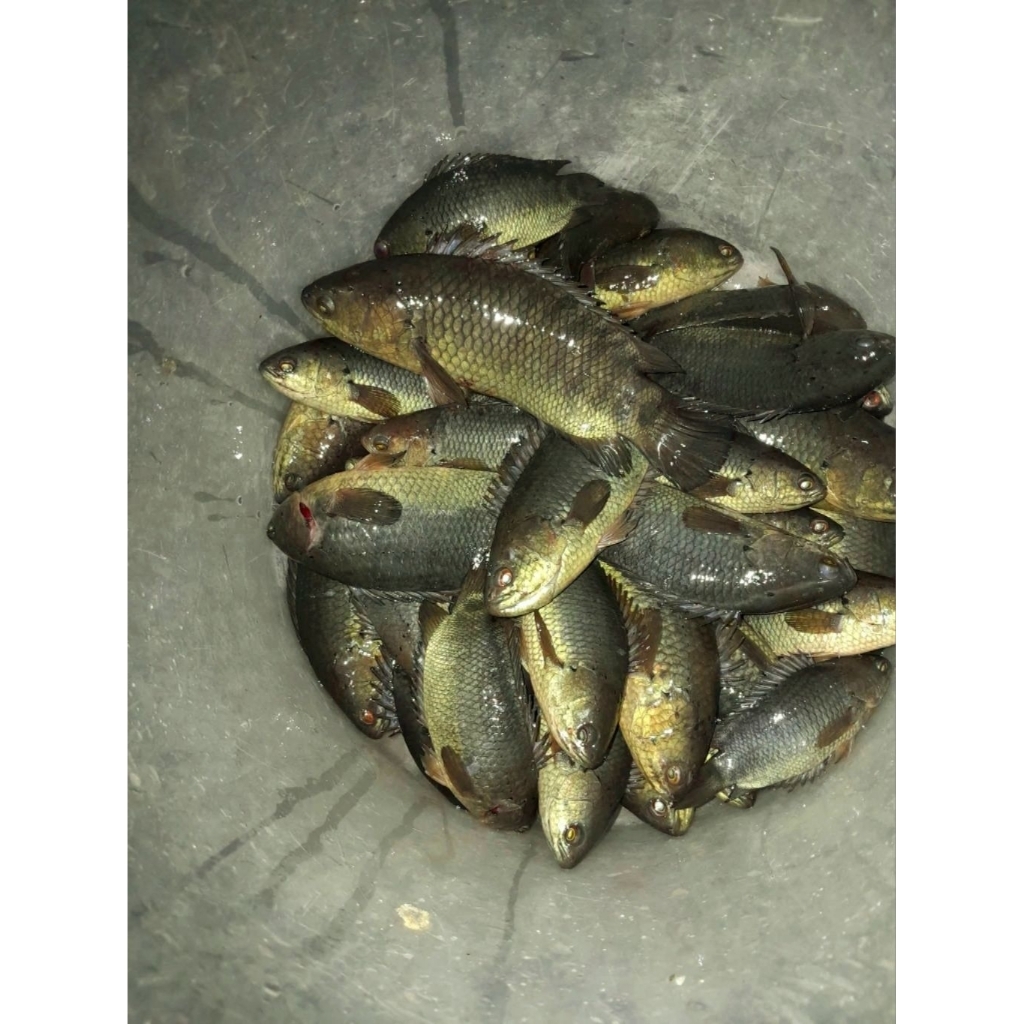 IKAN BETIK / BETOK Ukuran 2-4 Jari /Ekor Kondisi Hidup