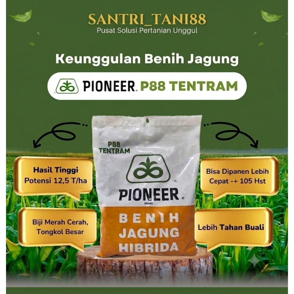 Benih jagung hibrida Pioneer P88 TENTRAM kemasan 1kg Original