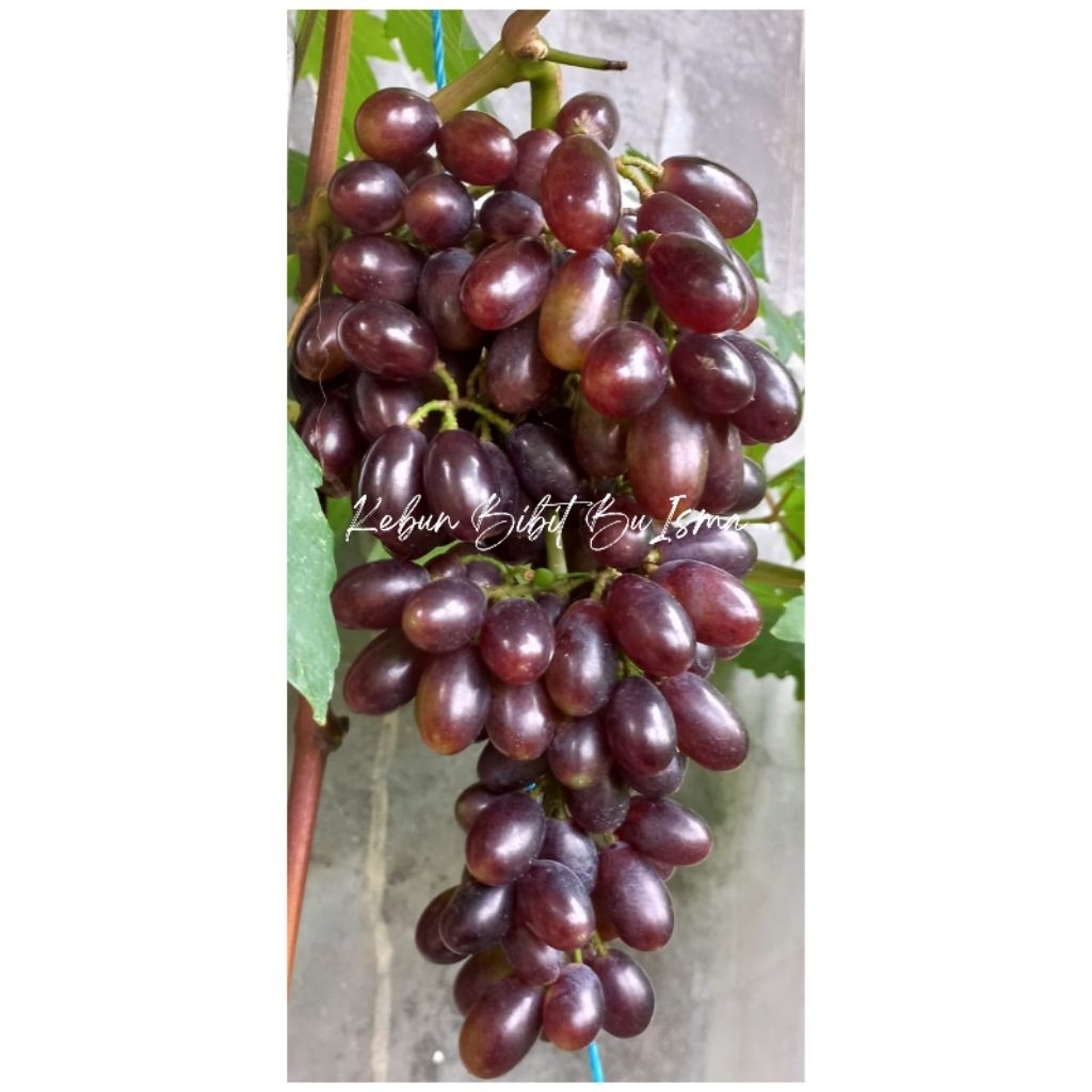 Bibit Anggur Import Jenis Gosv