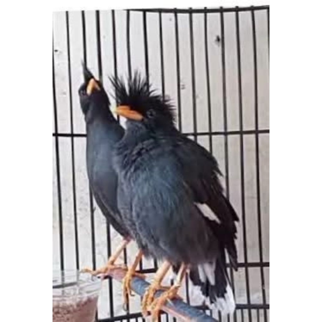 Jalak kebo jantan gacoran full alrm bisa cod/spaylater
