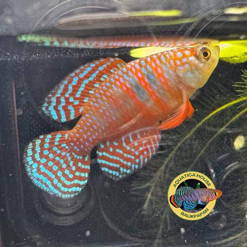 Killifish Magnificus