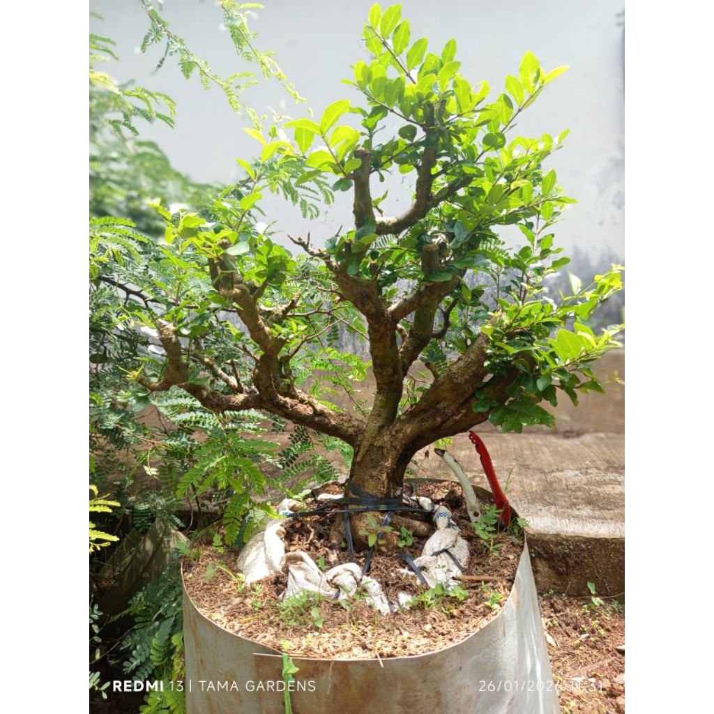 sianci barbadoes/kecut bahan bonsai jumbo bagus