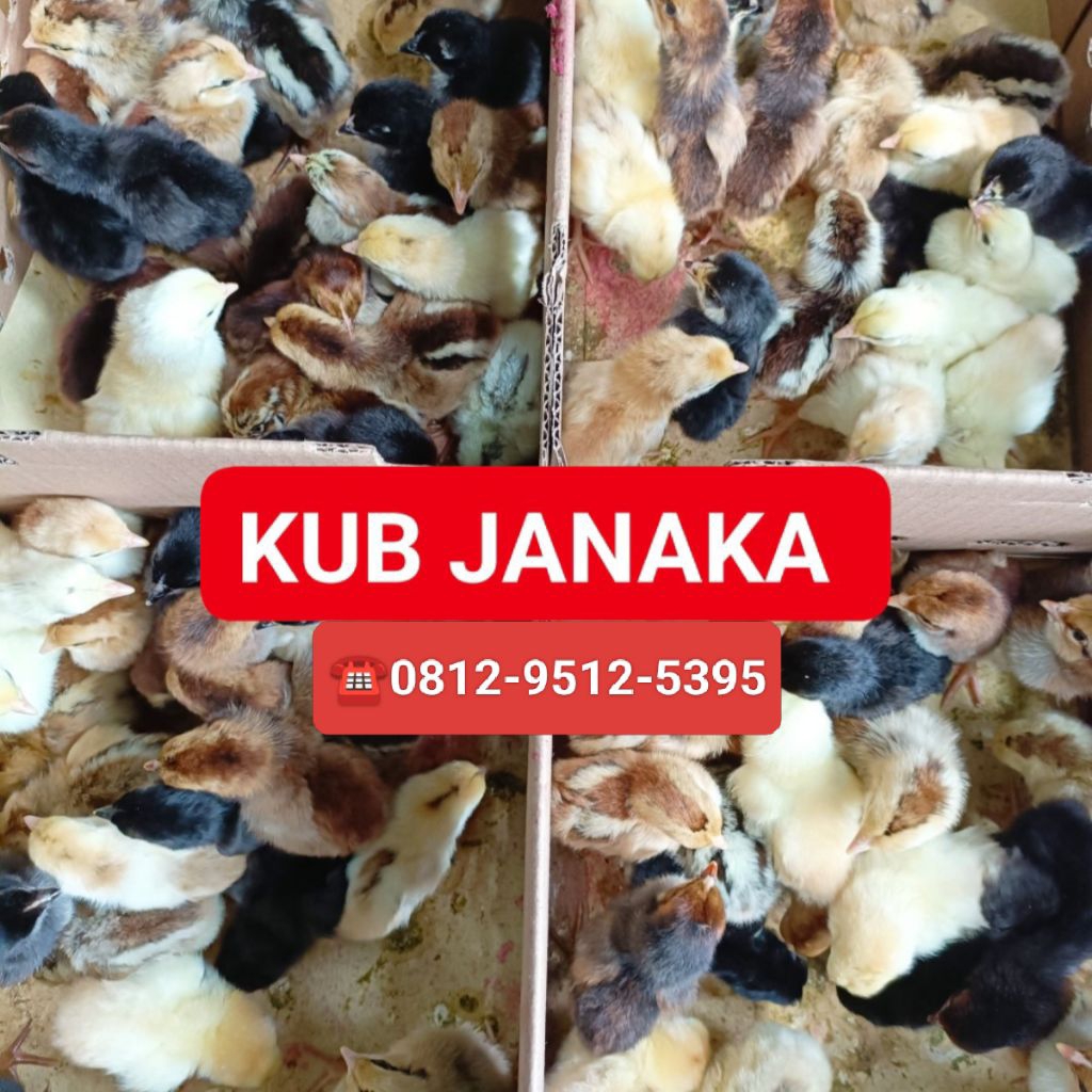 Doc Ayam Kampung KUB