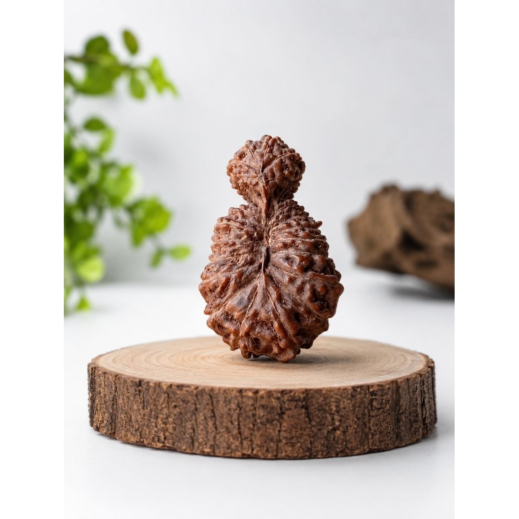 Jenitri Rudraksha Gauri 21 Muki Asli Jawa Natural Original