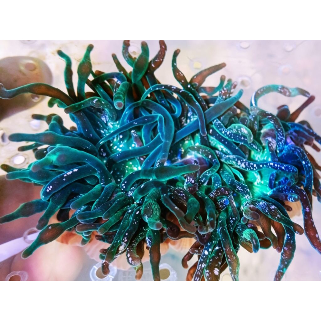 anemon jagung ijo