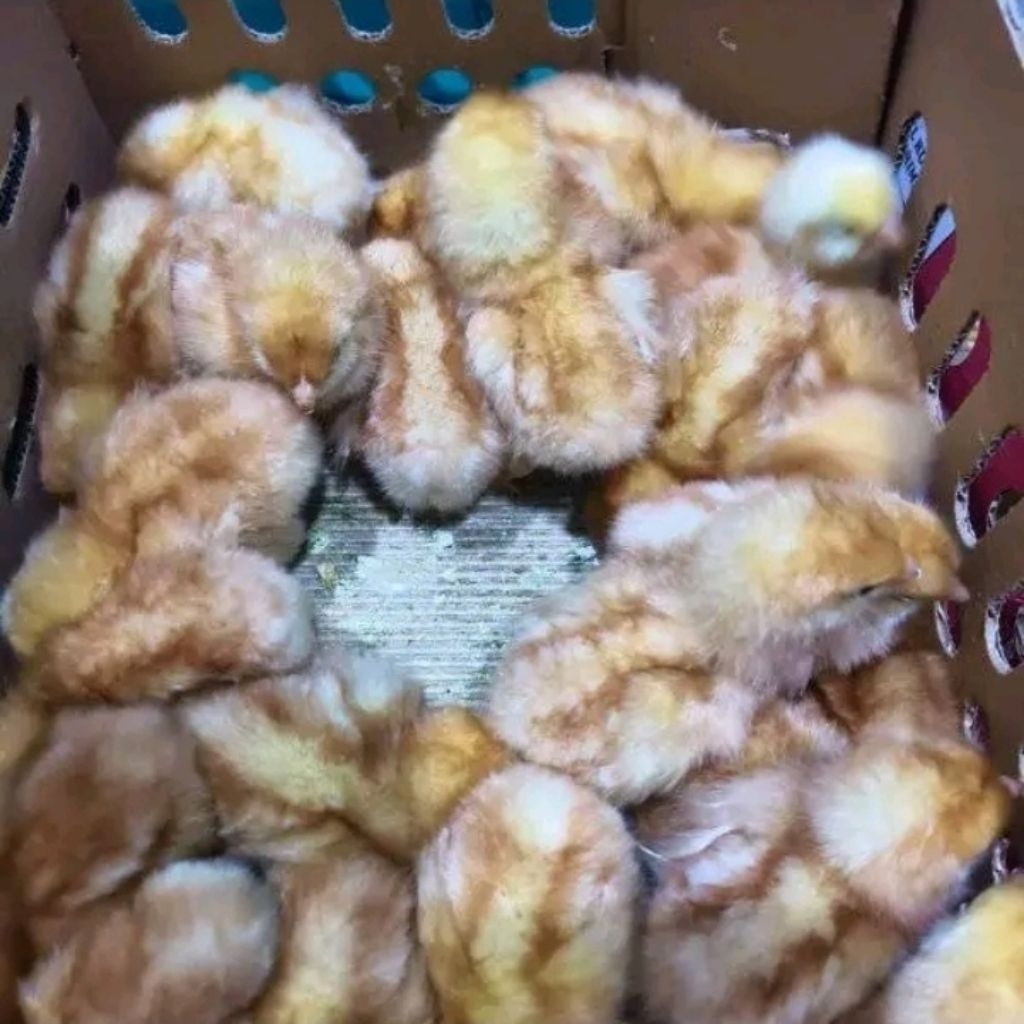 [PROMO]50 Ekor DOC Layer Petelur Bibit Anak Ayam Petelur Betina Lohman Anakan ISA Brown Eceran Bandu