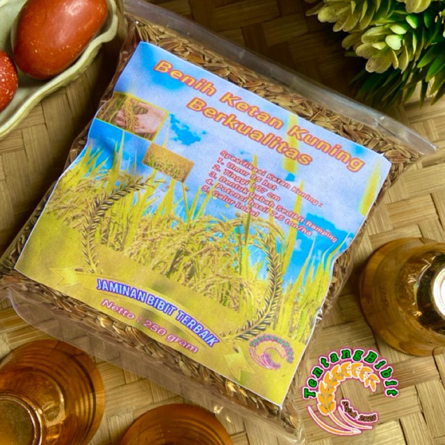Benih ketan kuning / bibit padi ketan kuning ketan langka 250 gram