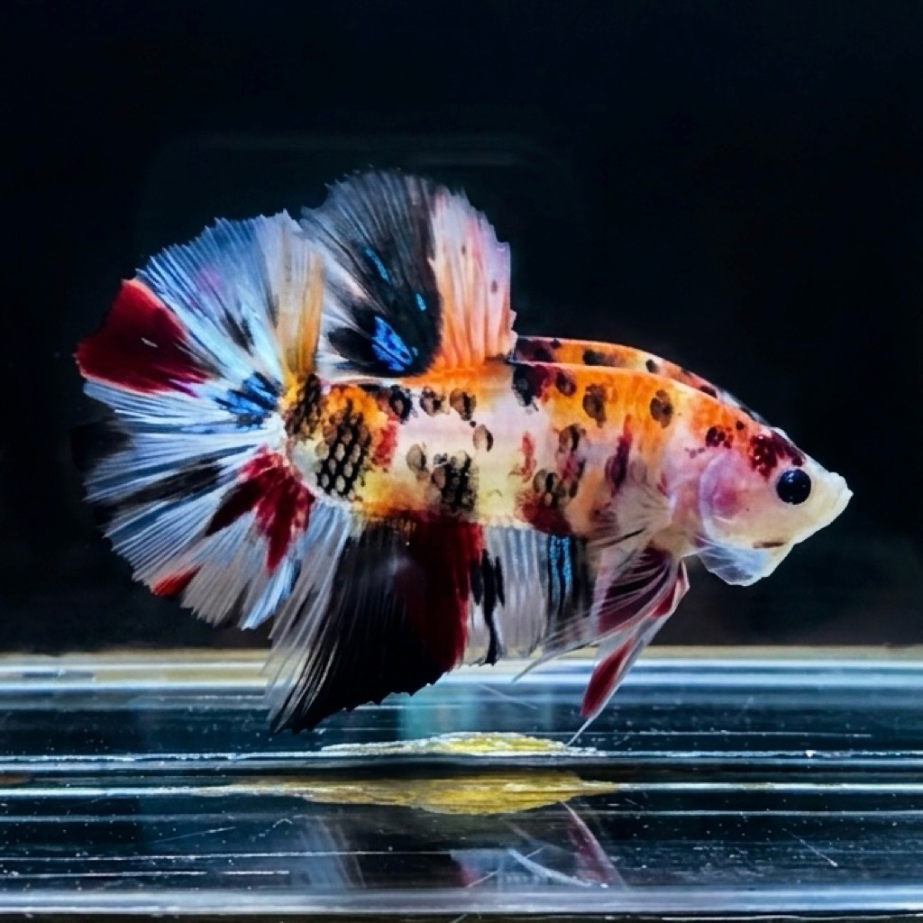 CUPANG / BETTA GIANT HMPK BO5 MULTI METALIC VIP (REAL PIC)