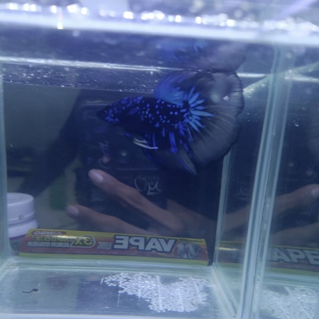 Cupang Halfmoon Avatar (Real Pick 100%)