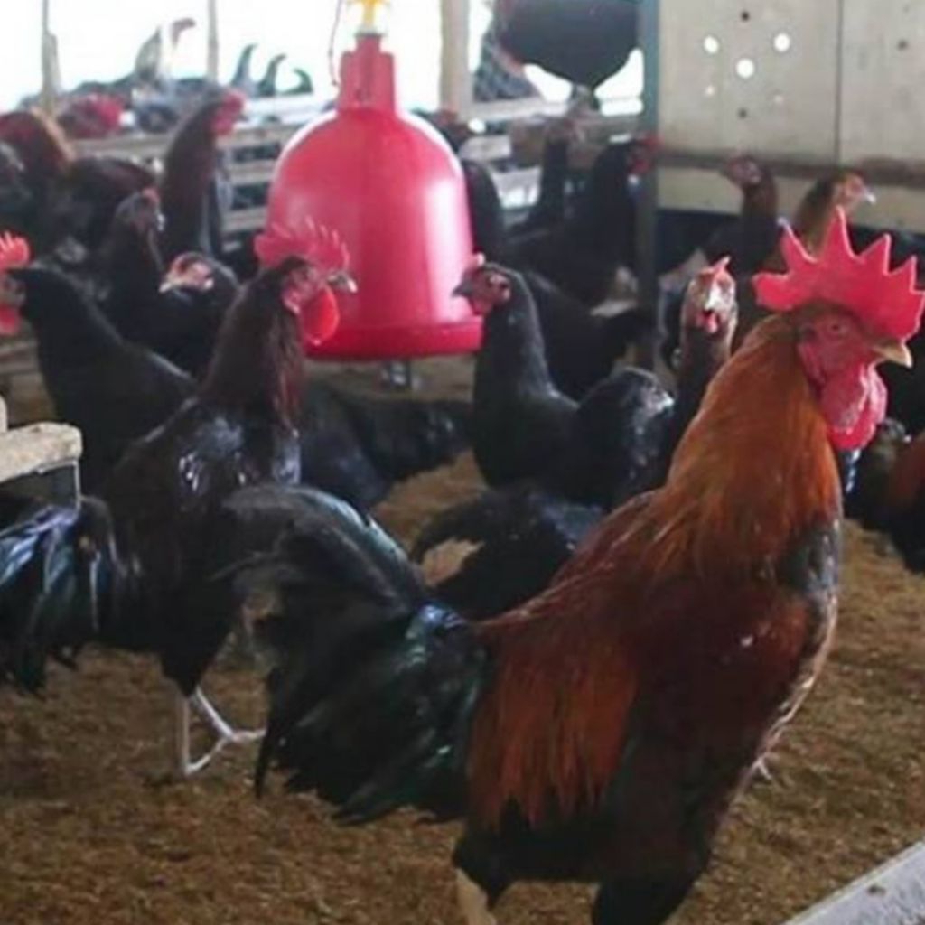 AYAM KAMPUNG UNGGUL INDUKAN