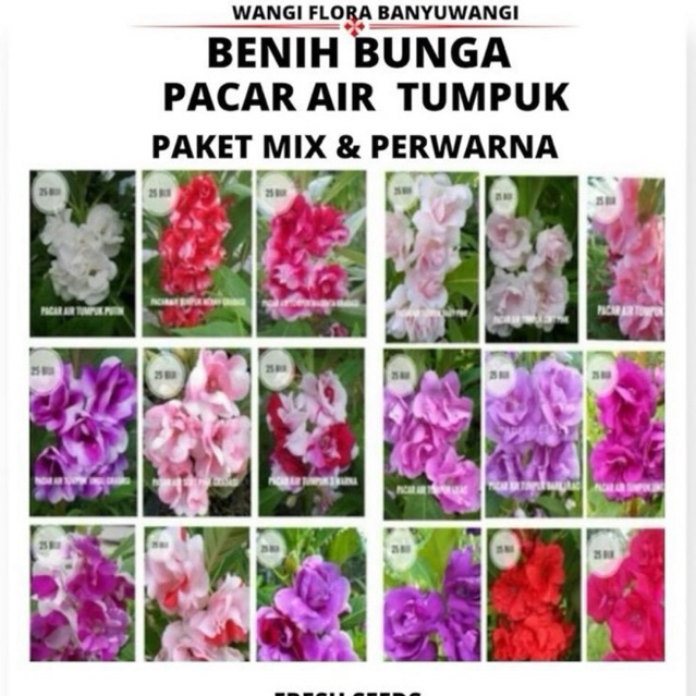 Paket Benih bunga pacar air