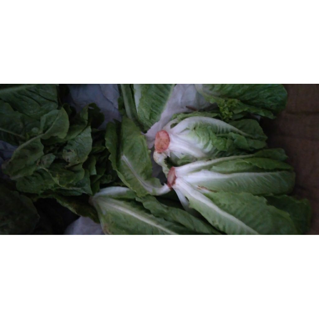 Sayur Selada Romain / Romin / Cos Lettuce segar