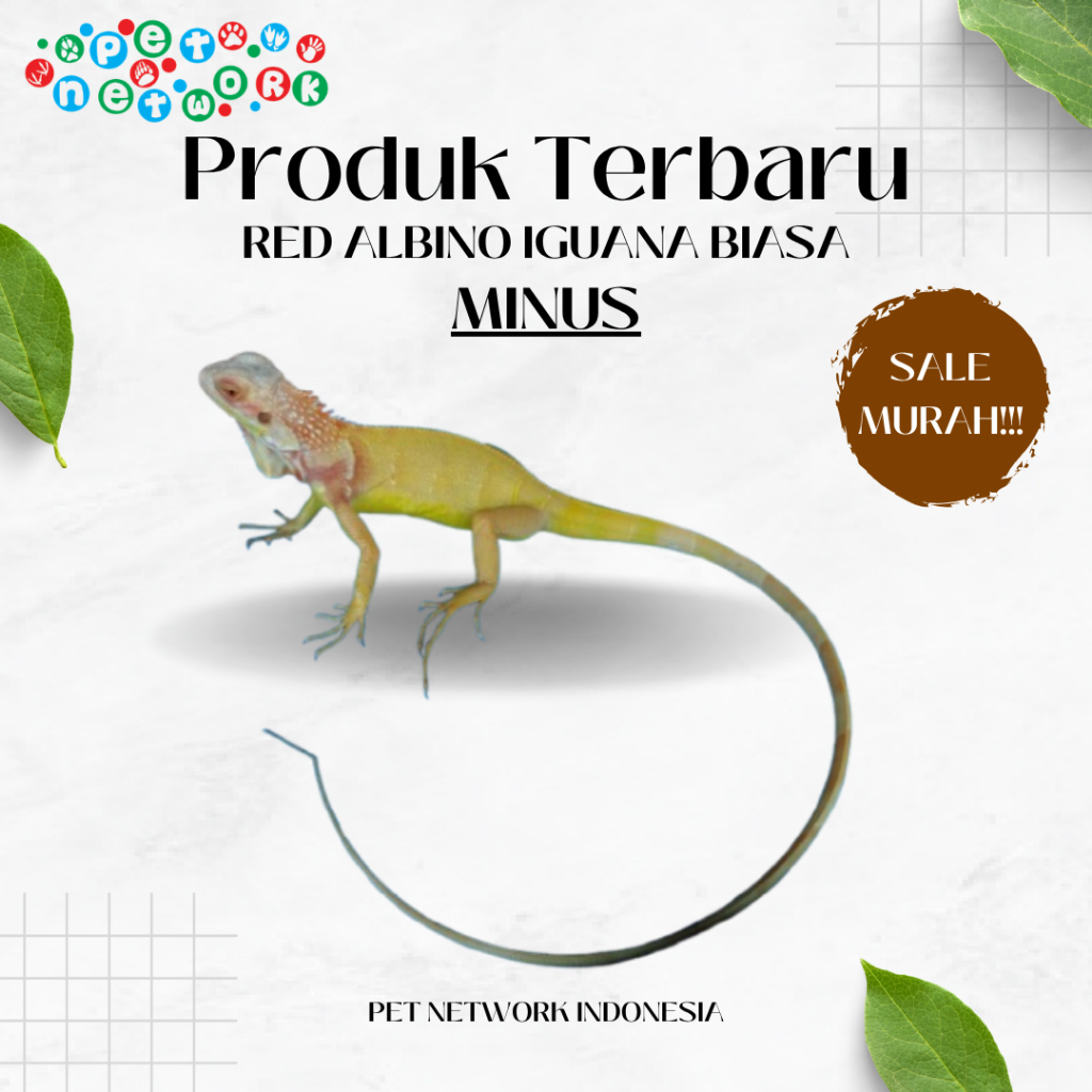 PROMO  Biasa Red Albino Iguana Baby MINUS Premium Quality