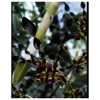 Dendrobium Mpu Gandring Seedling Usia 10 Bulan