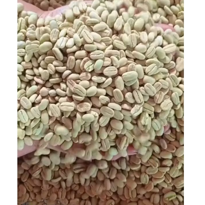 biji benih kopi Arabika Ateng super 1 kg