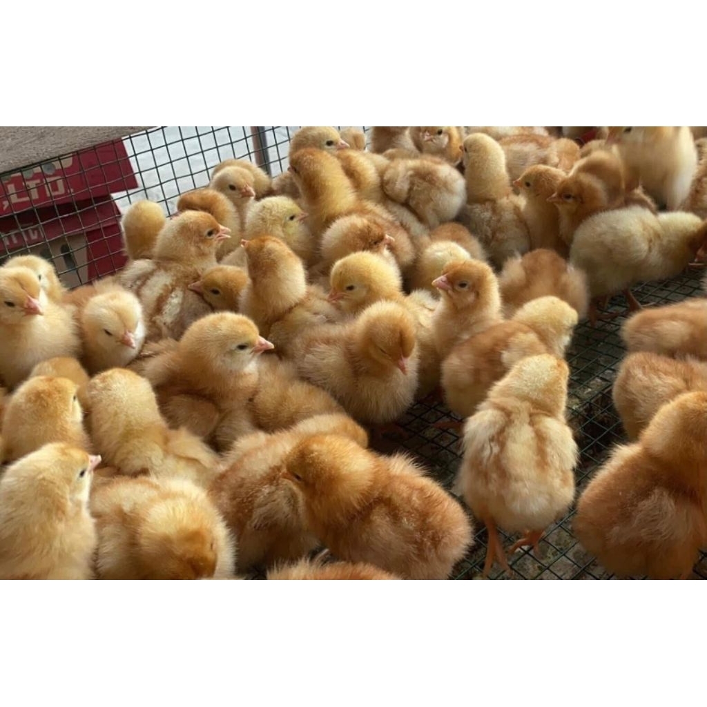 Ecer Bibit DOC Layer Anak Ayam Petelur Anakan Betina Bandung