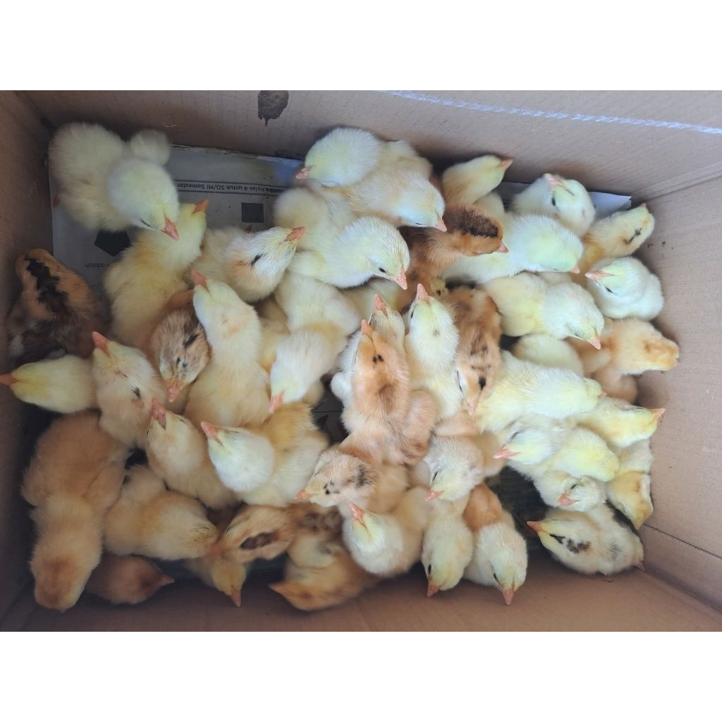 Ecer Bibit DOC Elba Anak Ayam Kampung Petelur Anakan Bandung