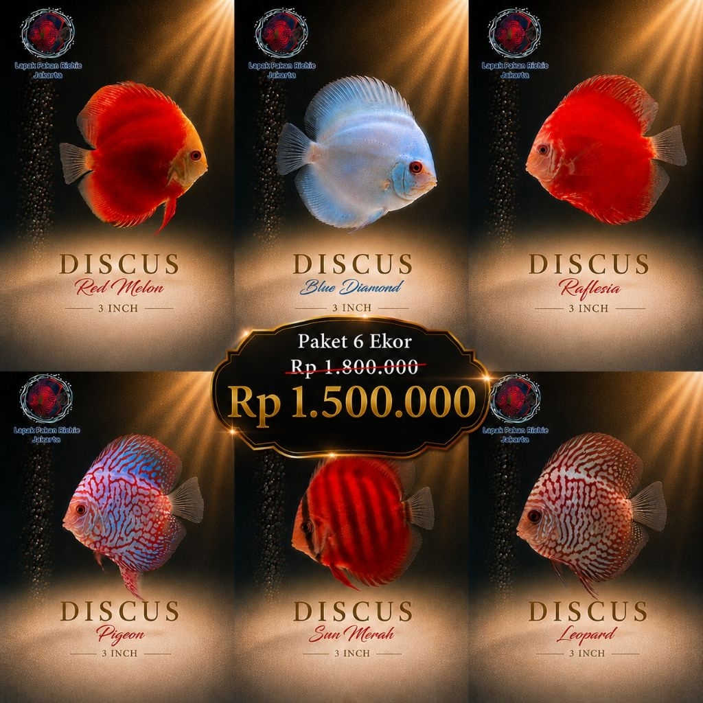 Paket 6 Ekor Ikan Discus 3 Inch (Red Melon, Blue Diamond, Rafflesia, Pigeon, Sun Merah, Leopard)