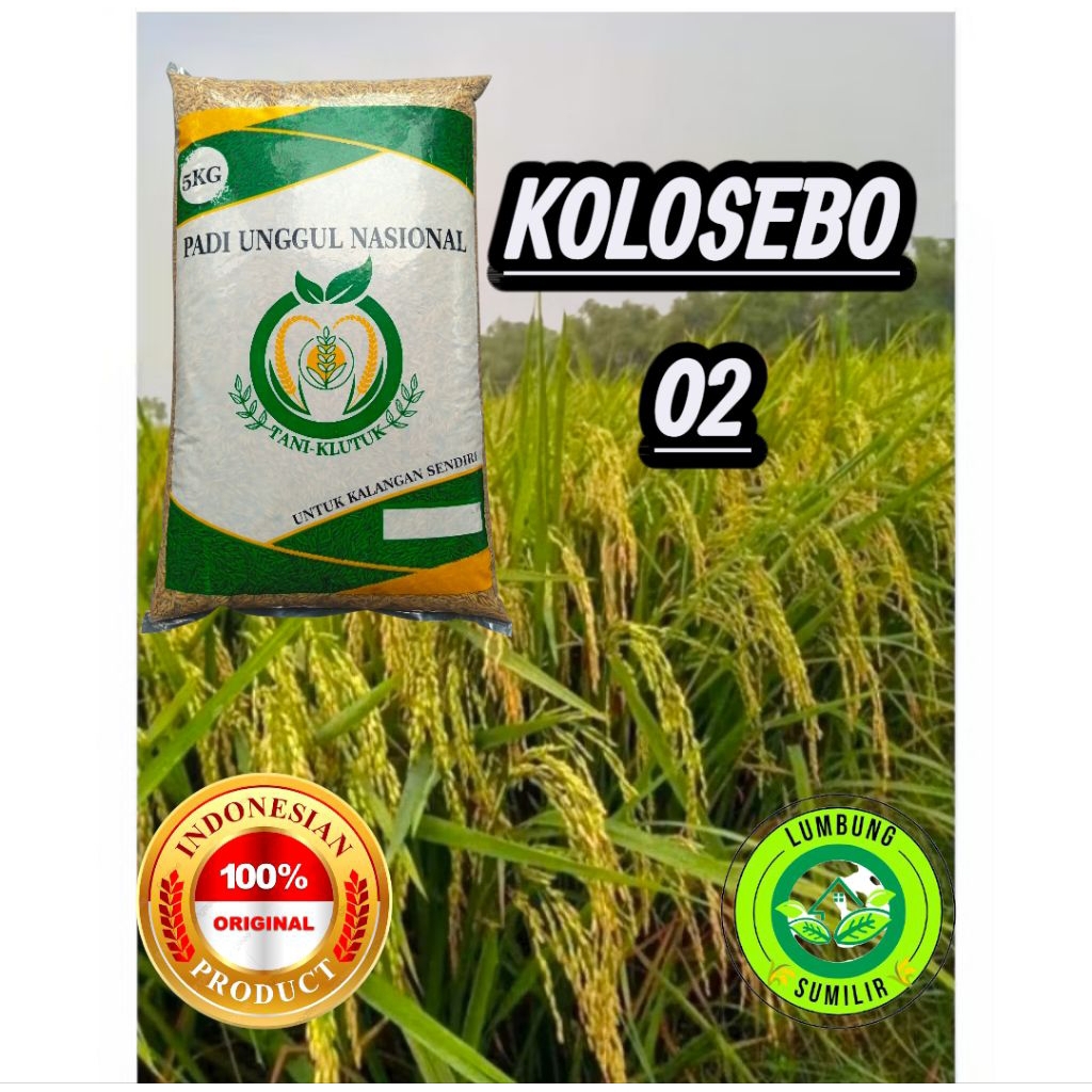 BENIH PADI KOLOSEBO 02 ORIGINAL KEMASAN 5KG