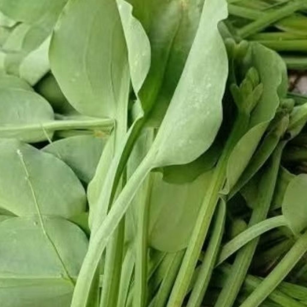 DAUN GENJER SAYURAN GENJER