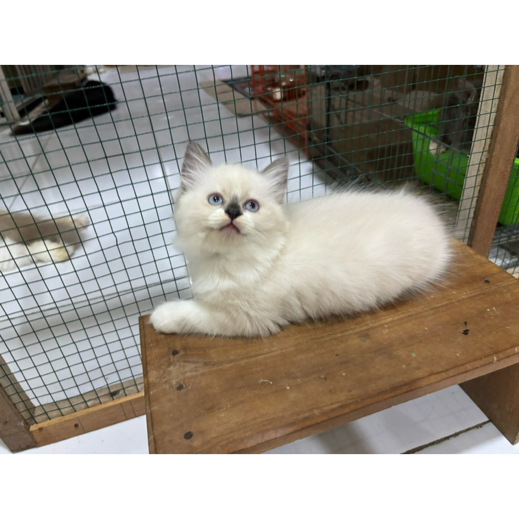 kitten ragdoll jantan