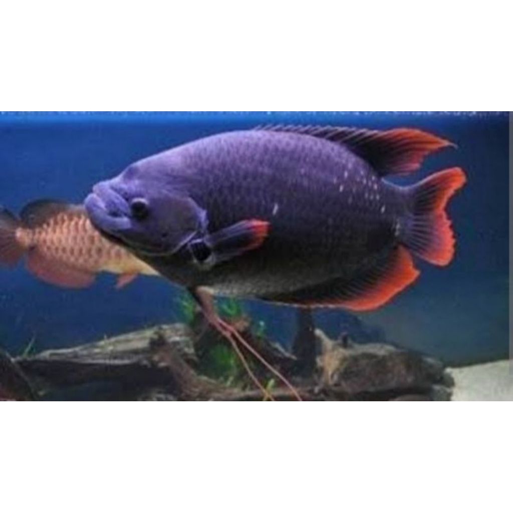 gurame soang ukuran silet 6-8cm