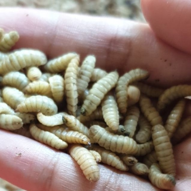 Maggot BSF Hidup Fresh 500 gram