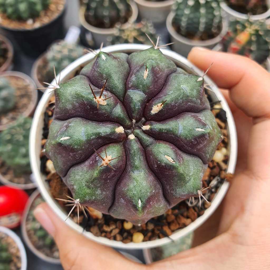 Gymnocalycium Daydream Hybrid