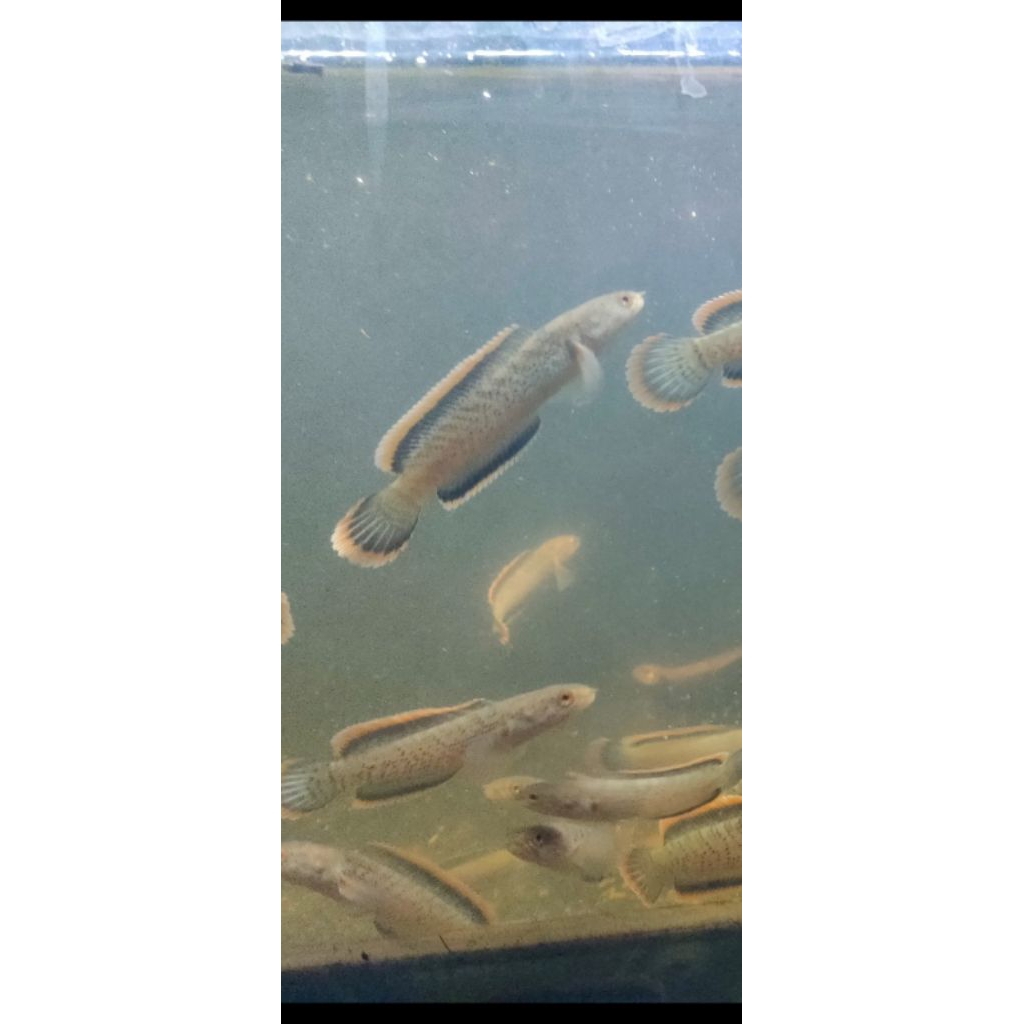 cb limbata rim sesuai foto/vidio murah 4-8cm