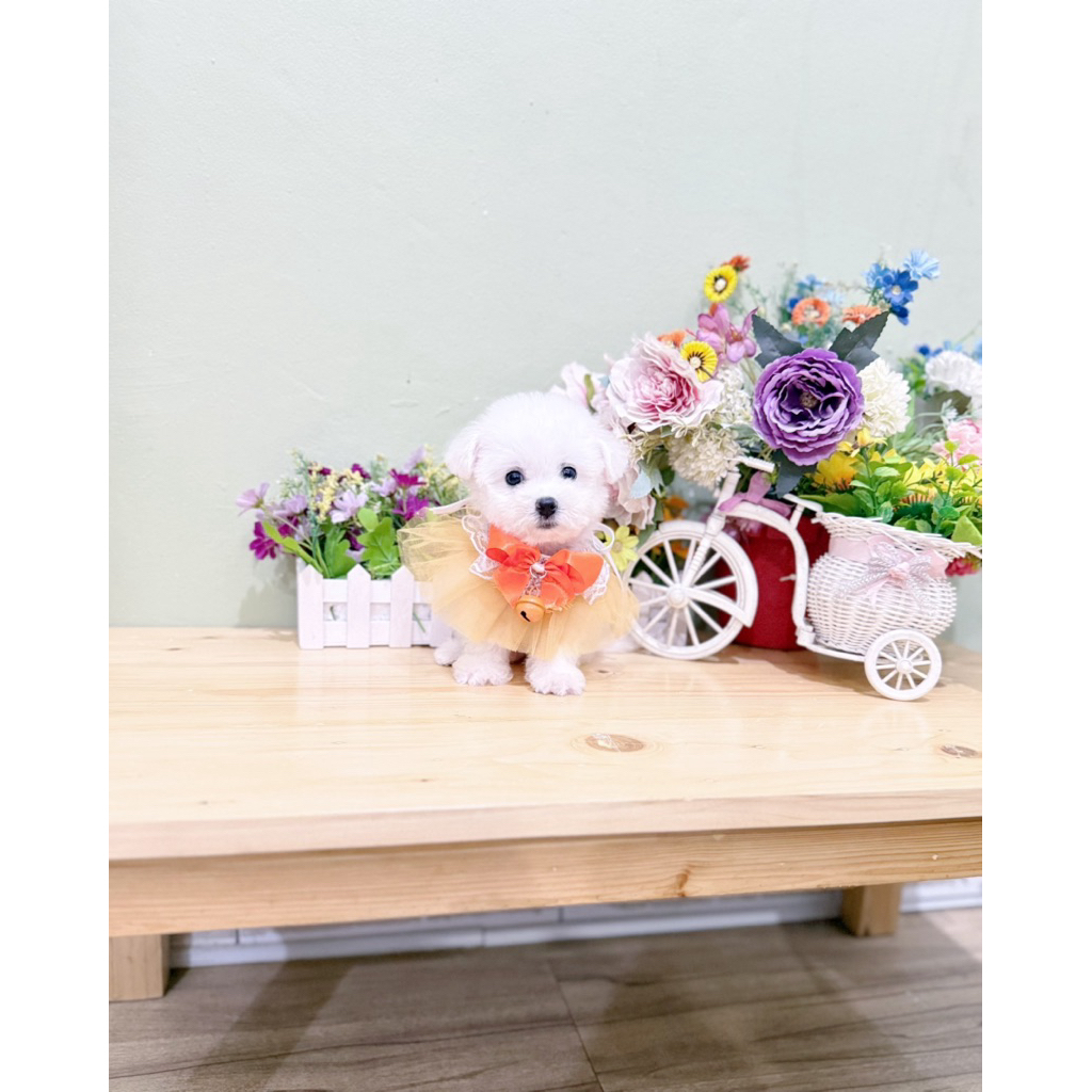 korean mini bichon frise male size super kecil bloodline import korea bukan poodle maltese shihtzu m