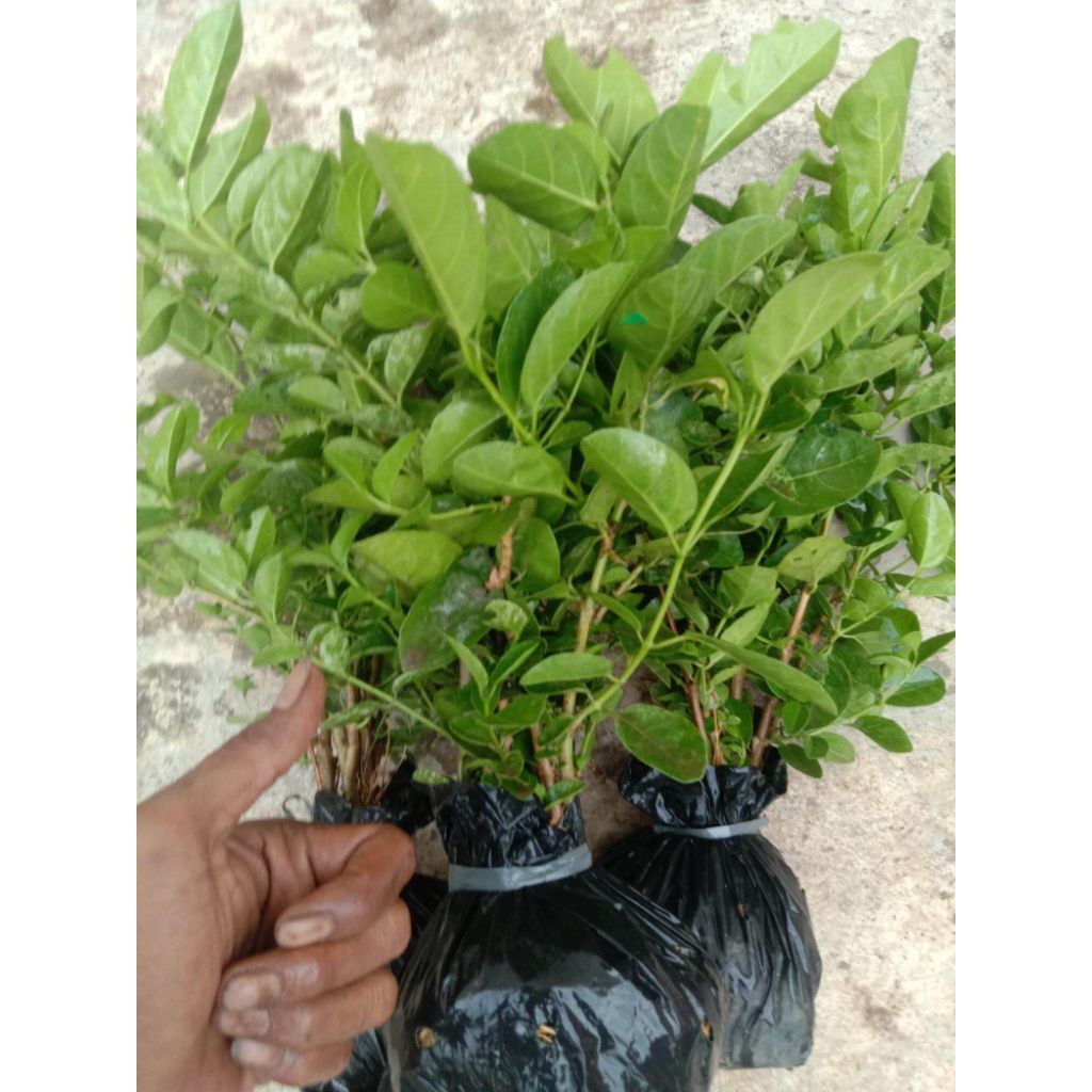 Bibit Pohon Sancang Bahan Bonsai