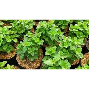 Bibit tanaman daun mint/daun mint siap tanam