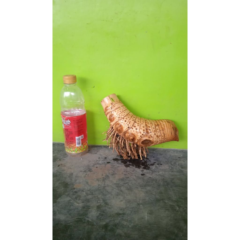 Bahan Bonsai Bambu Kuning