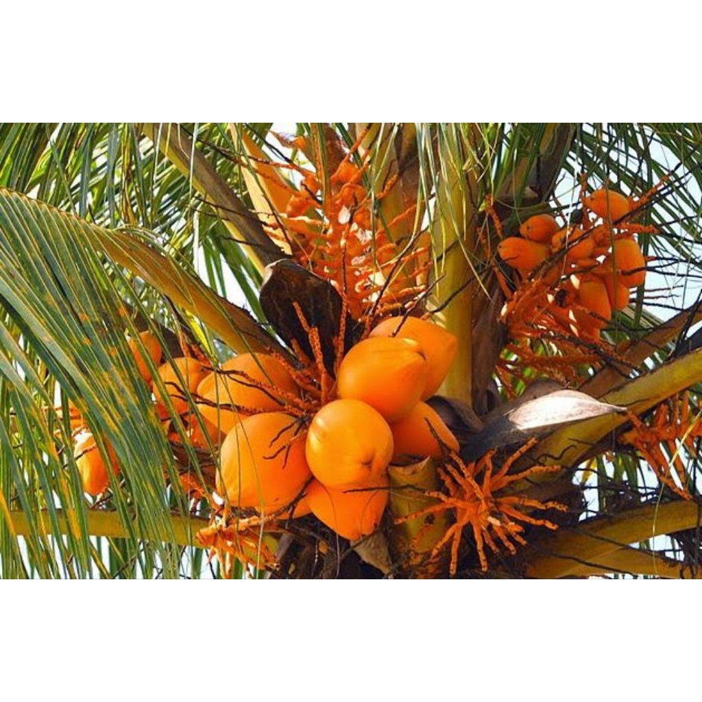 Degan kelapa gading Oren kelapa muda segar