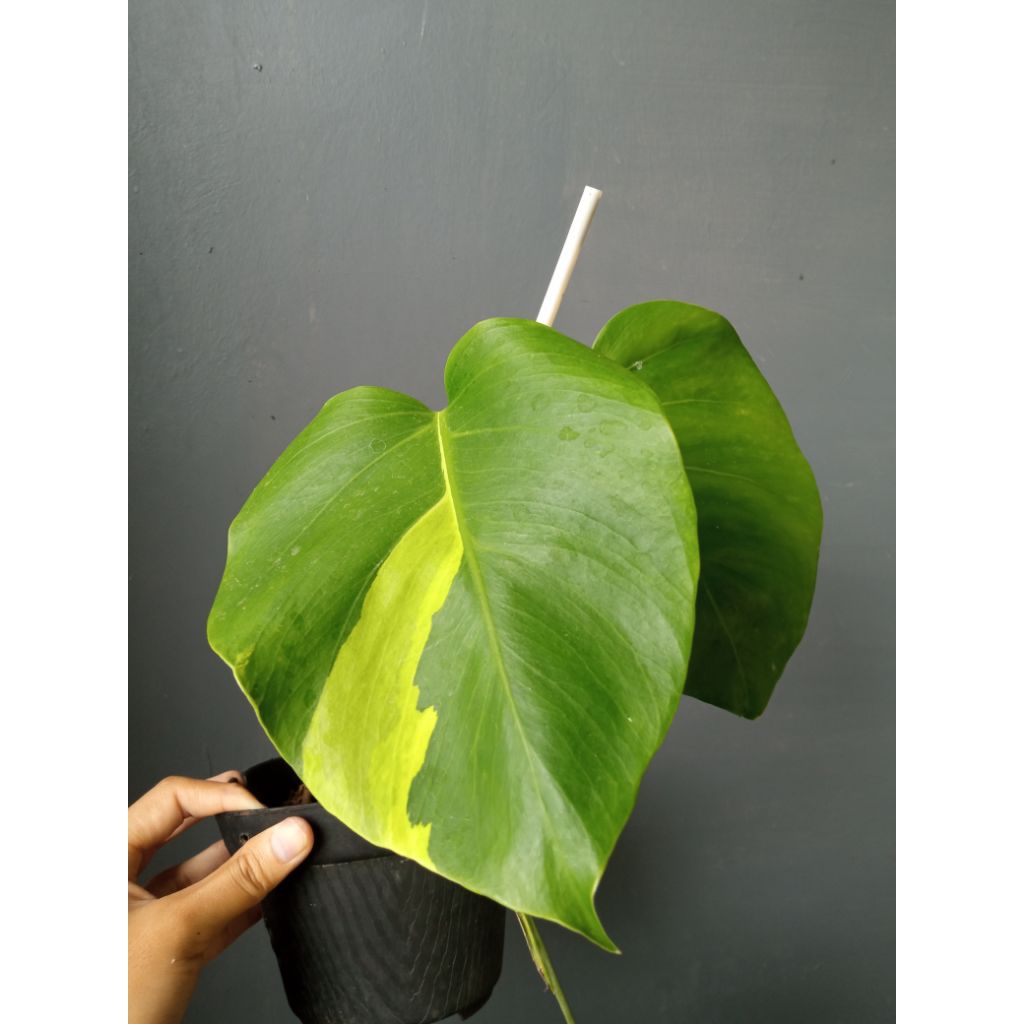 monstera marmorata varigata variegata