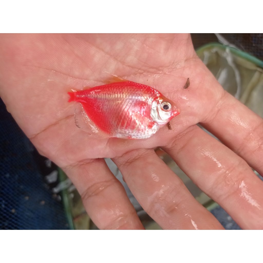 Ikan Glofish Tetra Size Indukan